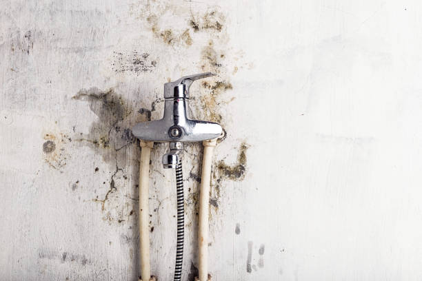 Best Commercial Mold Removal  in Rockcreek, OR