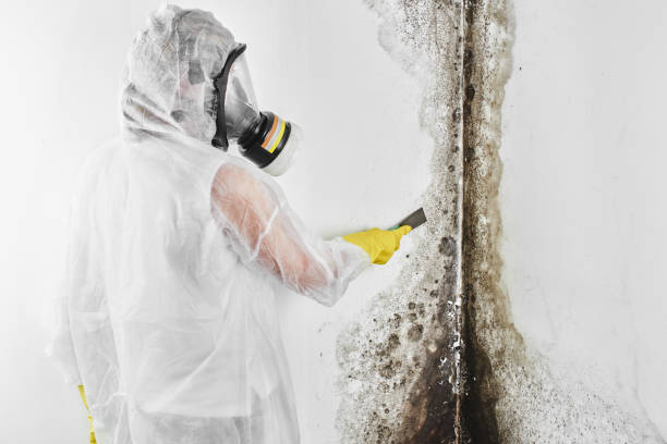 Best Commercial Mold Removal  in Rockcreek, OR