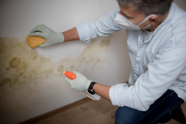 Best Emergency Mold Removal  in Rockcreek, OR