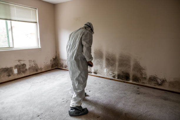 Best Toxic Mold Removal  in Rockcreek, OR