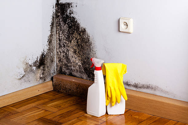 Best Mold Removal and Inspection  in Rockcreek, OR