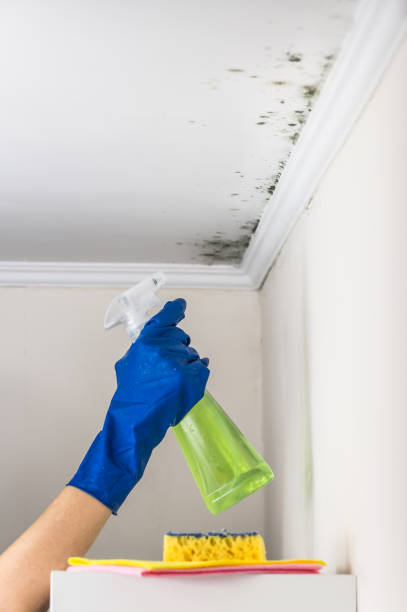 Attic Mold Removal in Rockcreek, OR