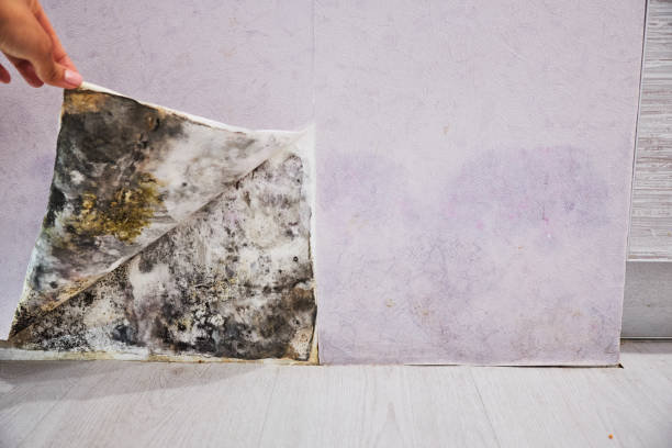 Best Mold Damage Repair  in Rockcreek, OR